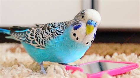 3 hours of budgie sounds. Try playing this for your budgerigar or maybe your parrot, and see what happens. Let me know how your bird reacts in the comment se...
